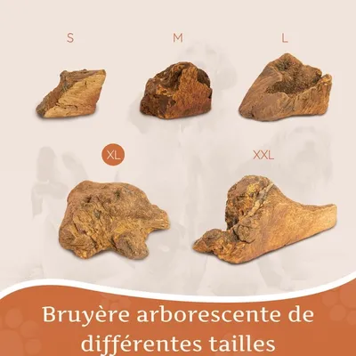 Wildfang® Mâcher des racines de bruyère arborescente