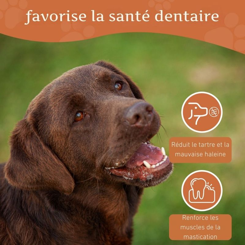Wildfang® Mâcher des racines de bruyère arborescente
