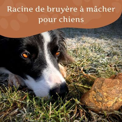 Wildfang® Mâcher des racines de bruyère arborescente