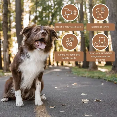 Wildfang® Bâton à mâcher en bois d'olivier