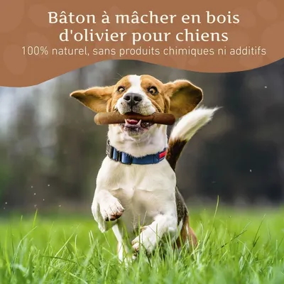Bâton à mâcher en bois d'olivier