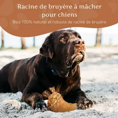 Wildfang® Mâcher des racines de bruyère arborescente