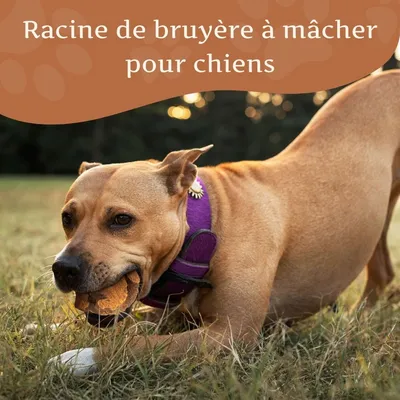 Wildfang® Mâcher des racines de bruyère arborescente