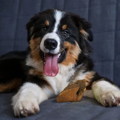 Wildfang® Mâcher des racines de bruyère arborescente