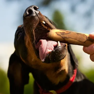 Bâton à mâcher en bois d'olivier