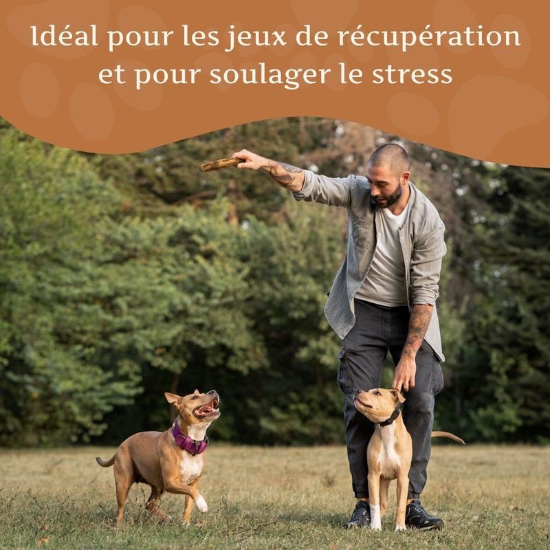 Bâton à mâcher en bois d'olivier