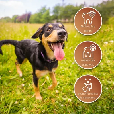 Wildfang® Os en cuir - mâcher le cuir