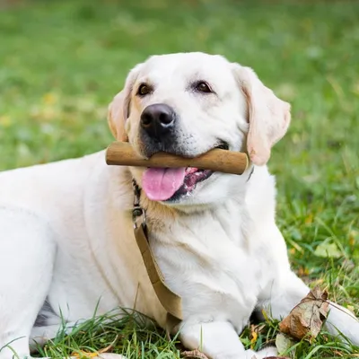 Wildfang® Bois de caféier pour chiens