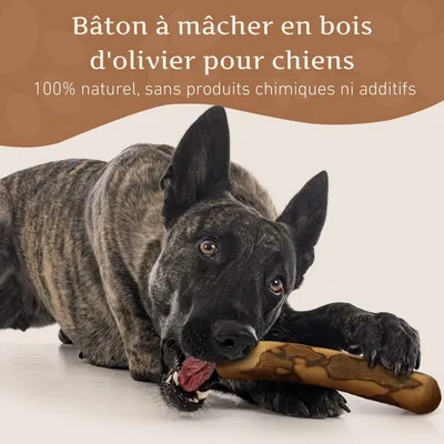 Wildfang® Bâton à mâcher en bois d'olivier