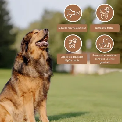 Wildfang® Bâton à mâcher en bois d'olivier