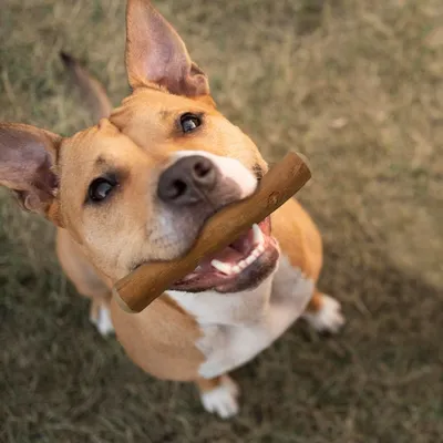 Wildfang® Bois de caféier pour chiens