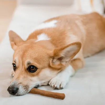 Wildfang® Bois de caféier pour chiens