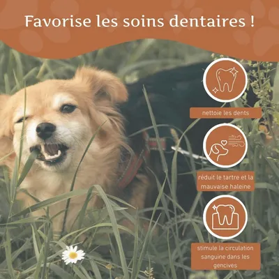 Wildfang® Bois de caféier pour chiens