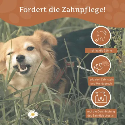 Wildfang Kaffeeholz Kaustab