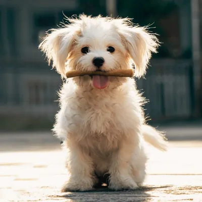 Wildfang® Bois de caféier pour chiens