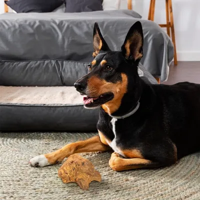 Wildfang®  Mâcher des racines de bruyère arborescente