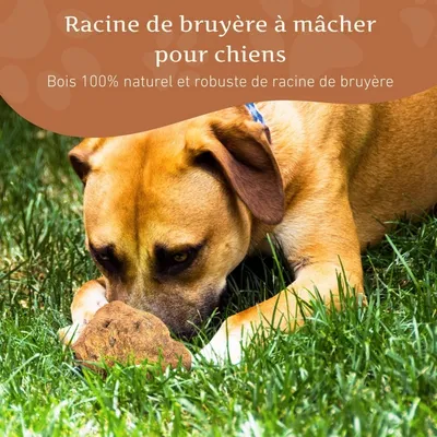 Wildfang®  Mâcher des racines de bruyère arborescente
