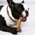 Wildfang® Bois de caféier pour chiens