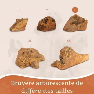 Wildfang® Mâcher des racines de bruyère arborescente