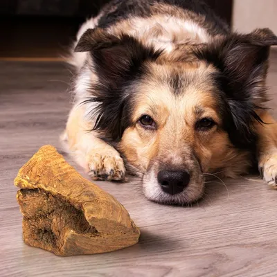 Wildfang® Mâcher des racines de bruyère arborescente