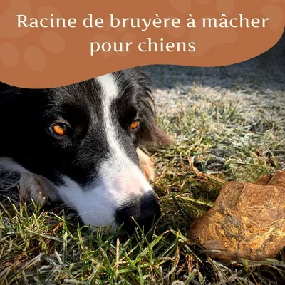 Wildfang® Mâcher des racines de bruyère arborescente