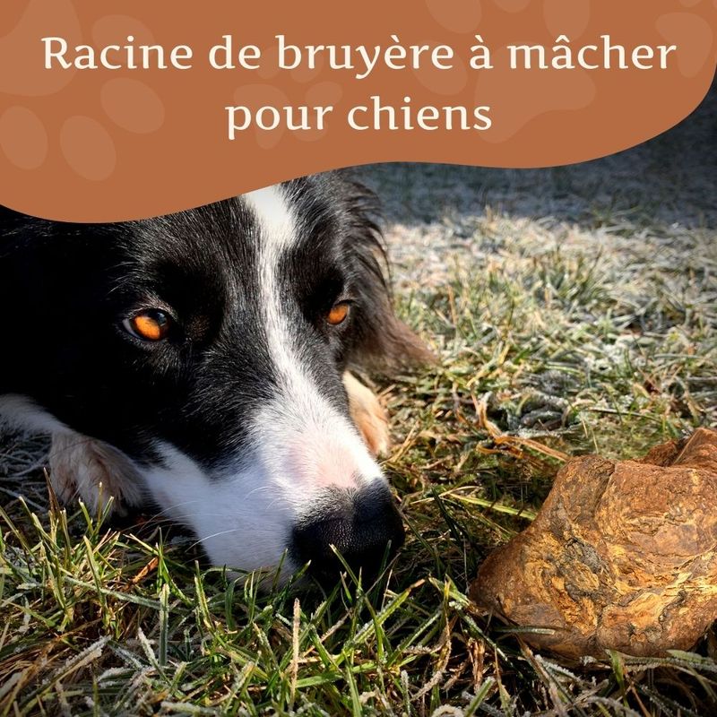 Wildfang® Mâcher des racines de bruyère arborescente