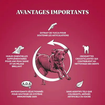 Dr John Silver Bœuf aux Légumes