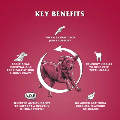 Dr John Silver Bœuf aux Légumes