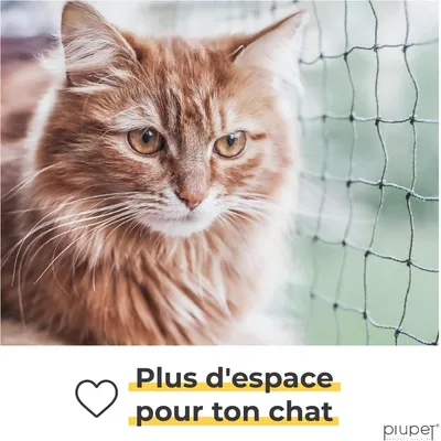 PiuPet Filet de protection chat | 4x3 m | Filet chat balcon fil métallique PiuPet Filet de protection chat | 4x3 m | Filet chat balcon fil métallique
