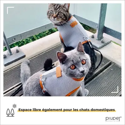 PiuPet Harnais pour chat PiuPet Harnais pour chat