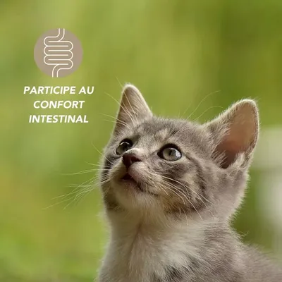 Complexe digestion 100g pour chien et chat - Laboratoire Floralpina