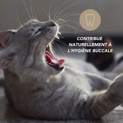 Propolis Bio - Laboratoire Floralpina