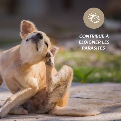 Vinaigre des 4 voleurs