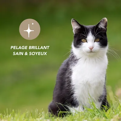 Vinaigre des 4 voleurs