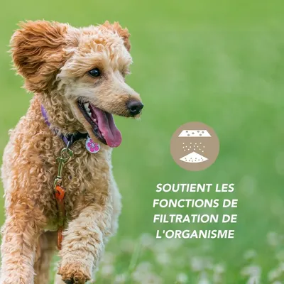 Complexe Drainage poudre - Laboratoire Floralpina
