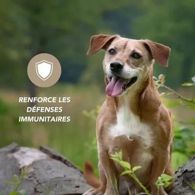 Spiruline comprimés chien chat - Laboratoire Floralpina