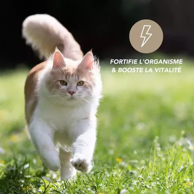 Spiruline comprimés chien chat - Laboratoire Floralpina