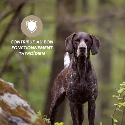 Kelp en poudre 100g pour chien et chat