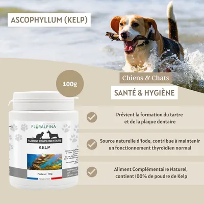 Kelp en poudre 100g pour chien et chat