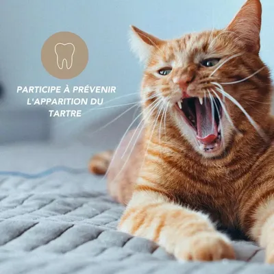 Kelp en poudre 100g pour chien et chat