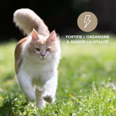 Floralpina – Spiruline biologique en poudre – 100g