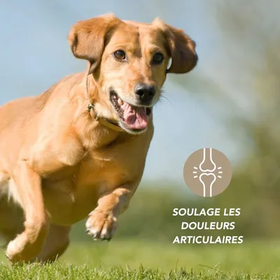 Complexe Souplesse corporelle BIO - Laboratoire Floralpina