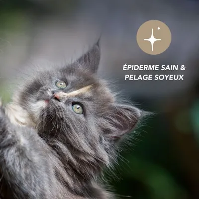 Complexe Epiderme BIO Complément Peau & Pelage Chien et Chat Complexe Epiderme BIO Complément Peau & Pelage Chien et Chat