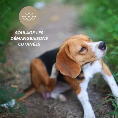 Complexe Epiderme BIO