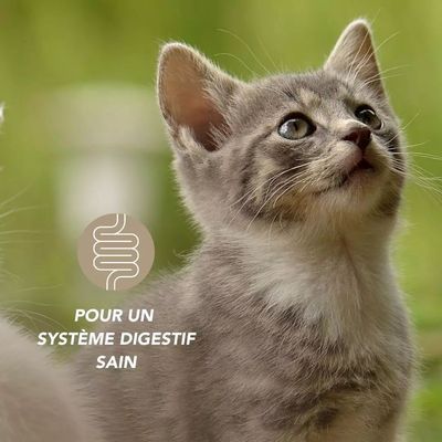 Animaux Complexe Gaz Complément Anti-Flatulences Chien et Chat 100g