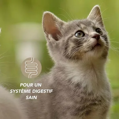Animaux Complexe Gaz Complément Anti-Flatulences Chien et Chat 100g