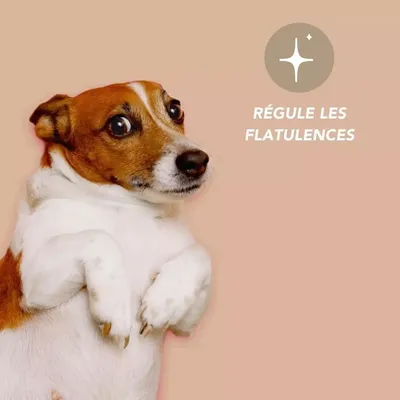 Animaux Complexe Gaz Complément Anti-Flatulences Chien et Chat 100g