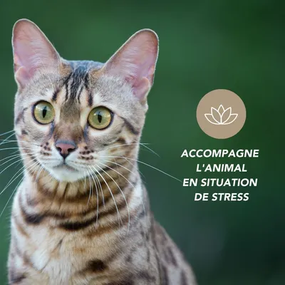 Complexe Calme Stress poudre Bio - Laboratoire Floralpina