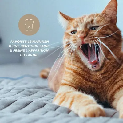 Complexe Dentaire 100g Antitartre pour chien et chat