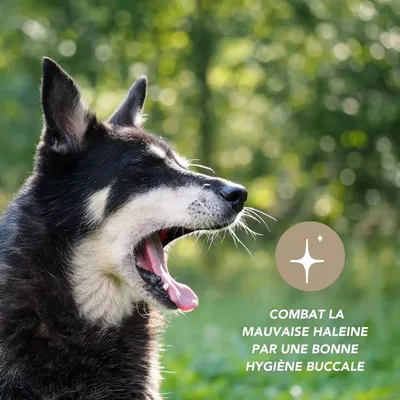 Complexe Dentaire 100g Antitartre pour chien et chat